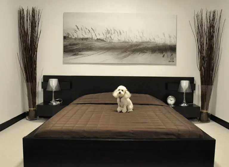 "Una vida de perros": inauguran en Nueva York un hotel canino de lujo