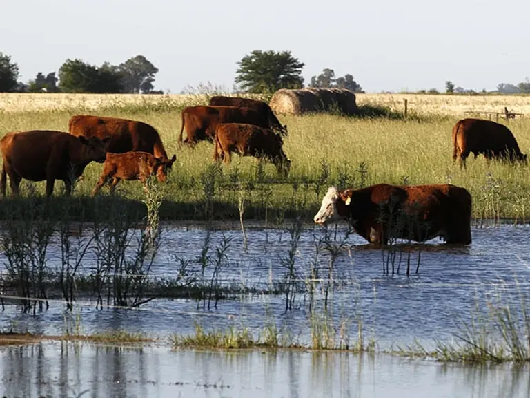 Tras siete años de prohibición por "el mal de la vaca loca", autorizan faenar bovinos importados
