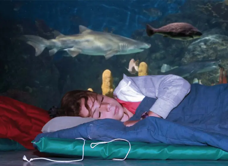 Temaikén y una propuesta sólo para valientes: dormir con tiburones