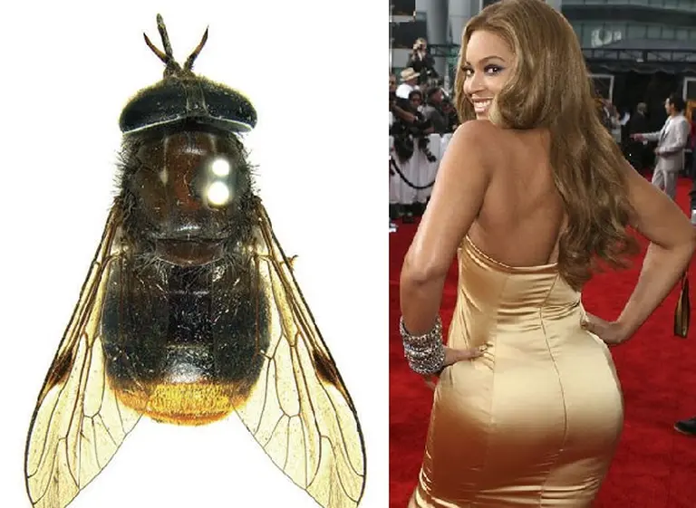 Curioso homenaje: casos de famosos y celebridades que inspiraron nombres de insectos