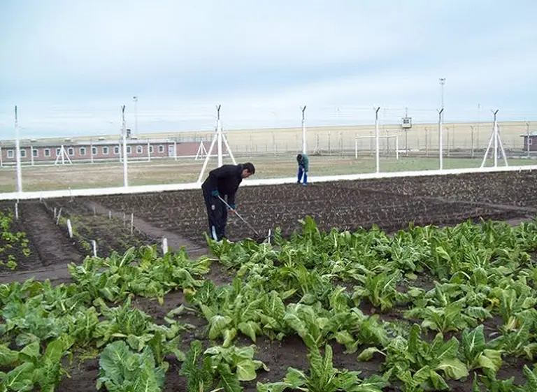 Por las inundaciones, se perdió el 30 por ciento del total de producción de verduras