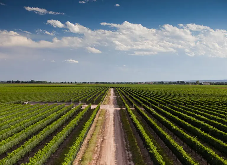 ¿Invertir en el mundo del vino?: en Uco avanza un proyecto que mezcla lo vití­cola con lo inmobiliario