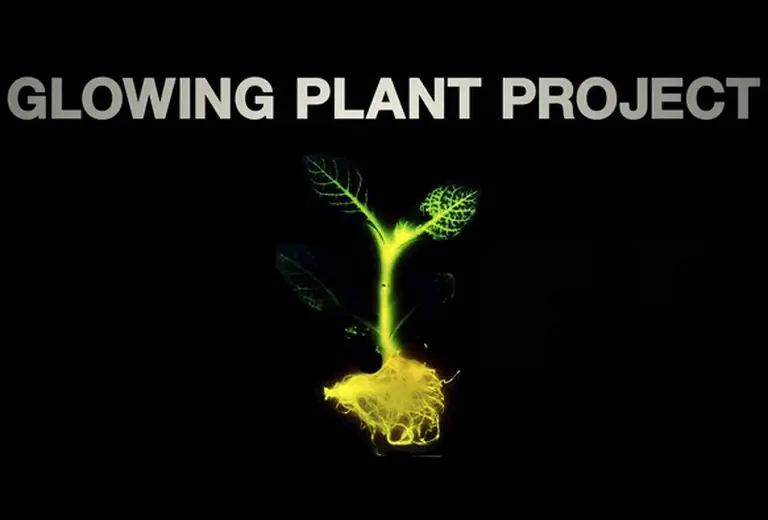 ¿Brillando como un árbol? Lanzan proyecto para crear "plantas luminosas"