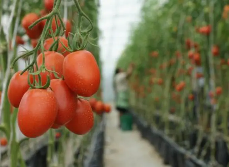 Escasez de tomate: hablan de "dos años complicados" y piden "reemplazarlo por otra verdura"