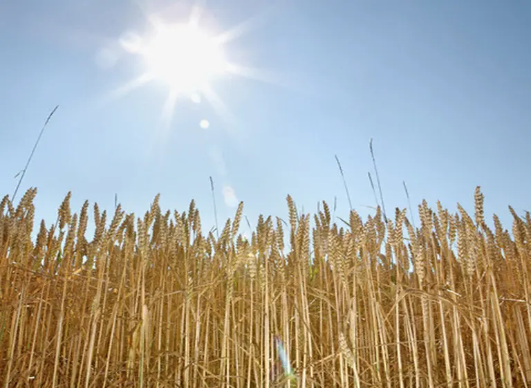 Con un pronóstico "incierto", los productores inician la campaña de trigo