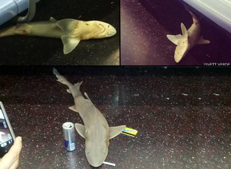 Sorpresa en el subte de Nueva York: apareció un tiburón muerto