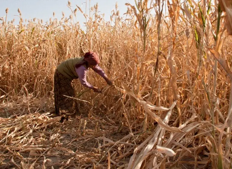 El 40% de mujeres que trabajan en el campo no tienen ingresos propios en América latina