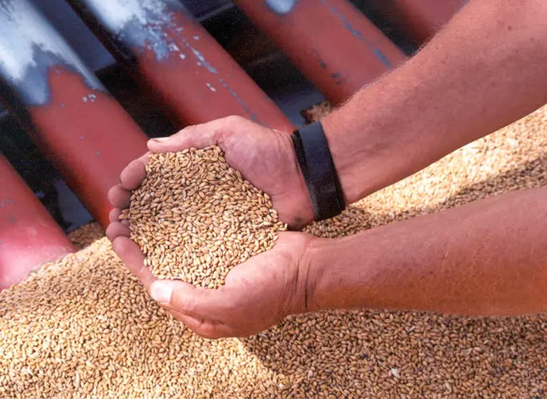 El Ejecutivo devuelve plata de las retenciones al trigo