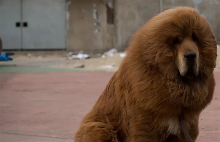 Increí­ble: aseguran que un zoo chino "disfrazaba" a perros como leones