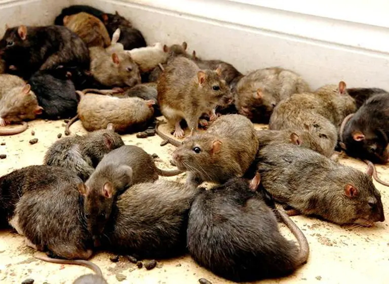 Trabajadores judiciales paran por una "invasión de ratas" en Tribunales