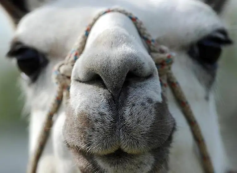 La historia de Serge, la llama que ya tiene más de 800 mil seguidores en Facebook