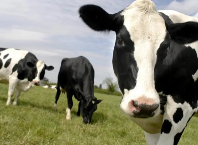 Gracias a una técnica Argentina, los animales ahora podrán cambiar de sexo