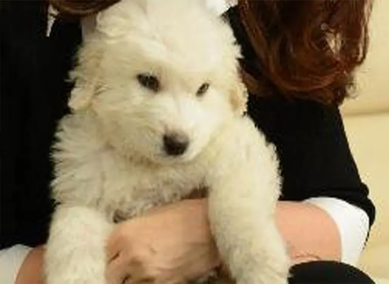 La mascota de Cristina Kirchner: Simón, el perrito "prometido" por Hugo Chávez