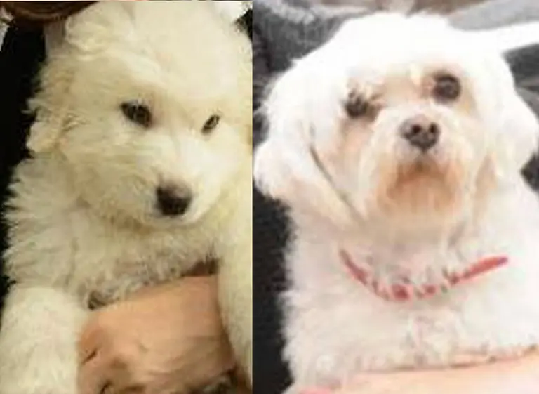 ¿Qué actriz argentina también tiene un perro llamado Simón con cuenta de Twitter?