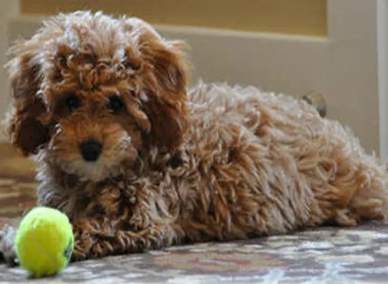 Un perro al estilo Dorian Gray: crean un cachorro que no envejece