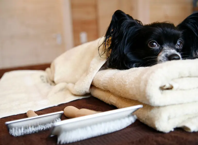 Spa para perros, la nueva tendencia que propone combatir el estrés canino