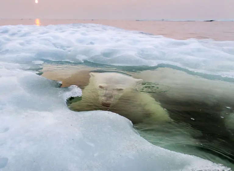 Estas son las mejores fotos elegidas en el concurso National Geographic 2013