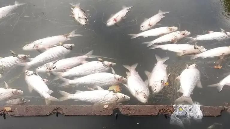 Sorpresiva aparición de peces muertos en los lagos de Palermo