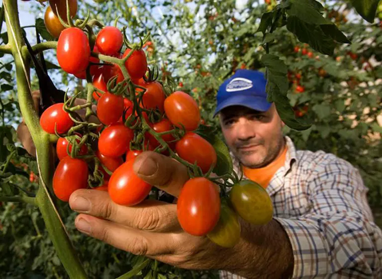Por las importaciones, podrí­an desaparecer el 35% de los productores de tomates en la Argentina