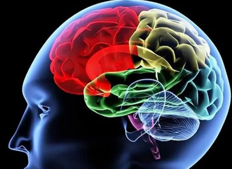 El coeficiente de inteligencia depende del grosor de la corteza cerebral