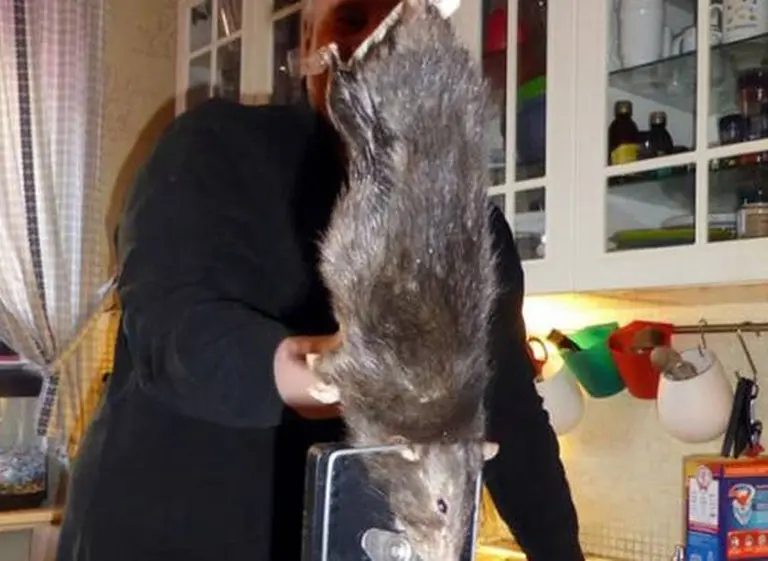 "Ratzilla", la rata gigante que conmociona a Suecia