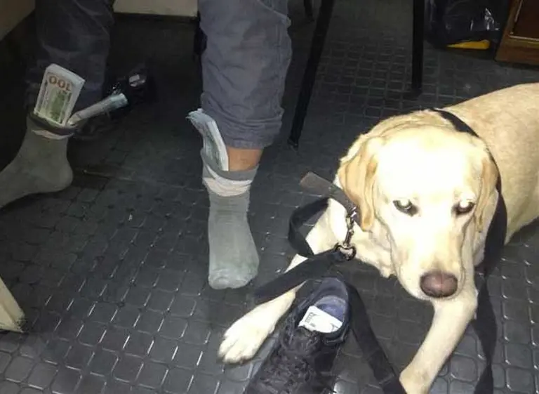 Un can de la AFIP encontró u$s100.000 olfateando la ropa de un hombre