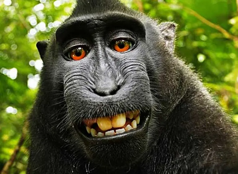 ¿Quién es el dueño de la "selfie" tomada por un mono?