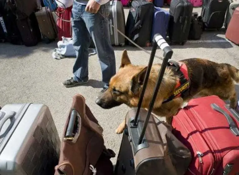 Narcotraficantes evitan controles con nueva sustancia que neutraliza el olfato de los perros