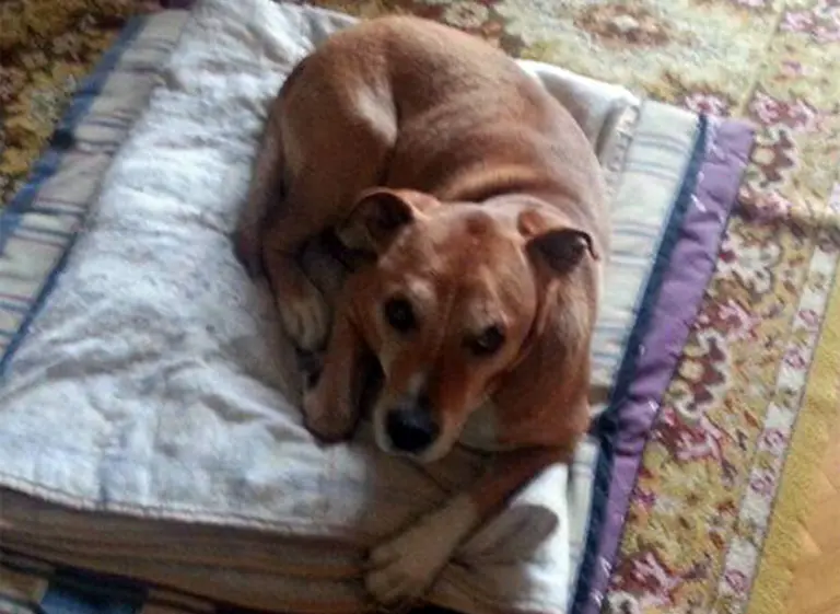 Sacrificaron all perro de la enfermera infectada con ébola en España