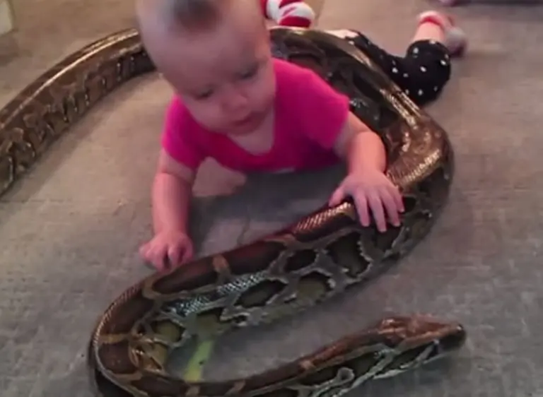 El impactante video de una bebé jugando con una serpiente pitón