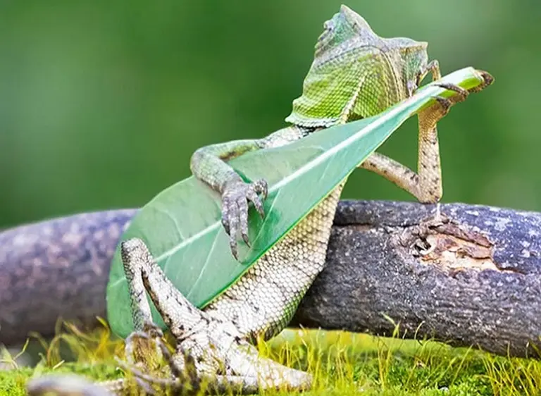 La foto del "lagarto rockero" no tiene truco