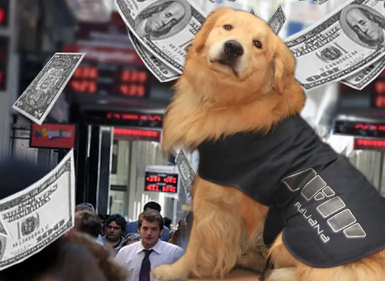 Perros de AFIP detectaron 300 mil dólares que intentaban ingresar sin declarar