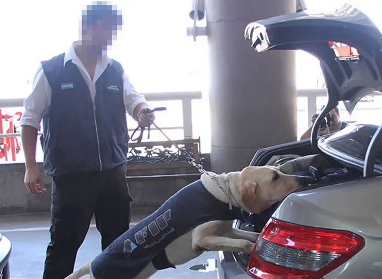 La AFIP "jubila" a 16 perros: cómo entrena a los sabuesos para olfatear dólares que esconden las personas