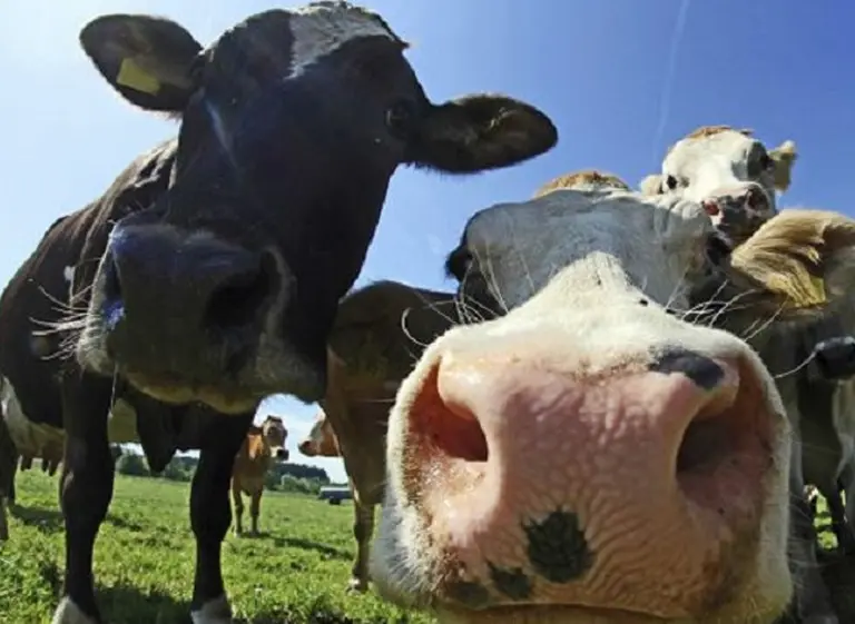 Un grupo de cientí­ficos argentinos eliminó el gen de la "vaca loca"