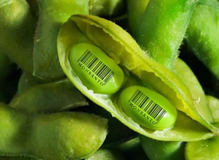 Brasil aprueba la fusión Bayer-Monsanto, pero le pone condiciones