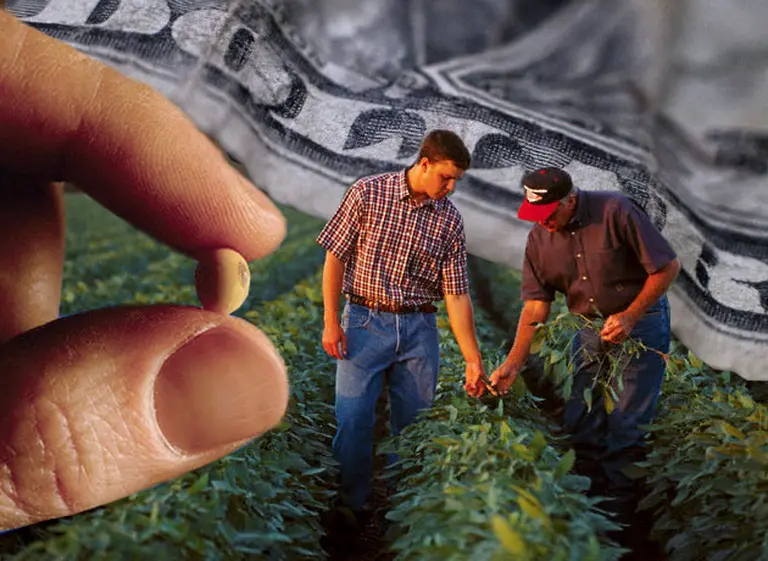 La soja se derrumba un 4,3% en Chicago por la decisión del gobierno chino