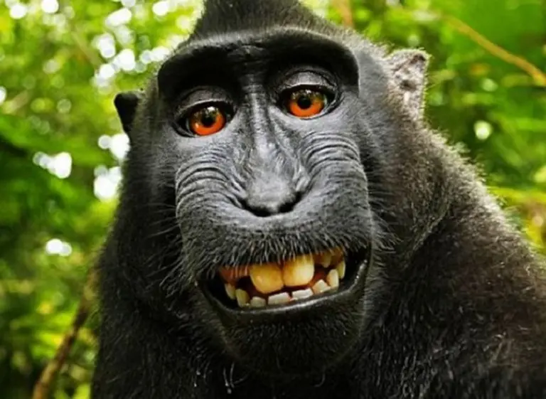 La Justicia rechazó que un mono tenga derechos de autor por una selfie