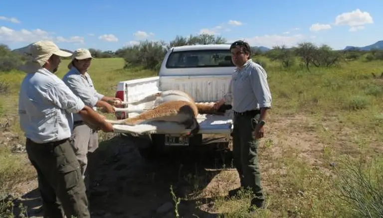 A la deriva: sin sueldos ni viandas, obreros de Lázaro Báez cazan guanacos