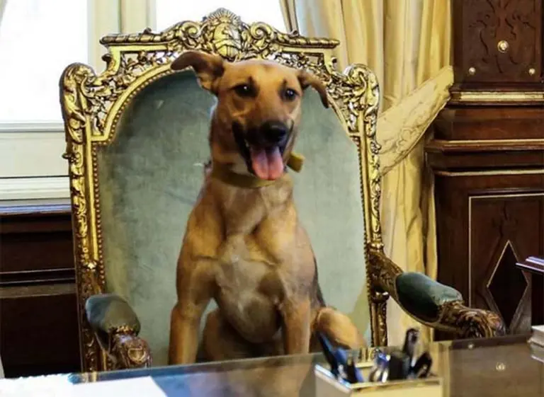 ¿Dónde está Balcarce? En Twitter alertaron sobre su ausencia y fue tendencia