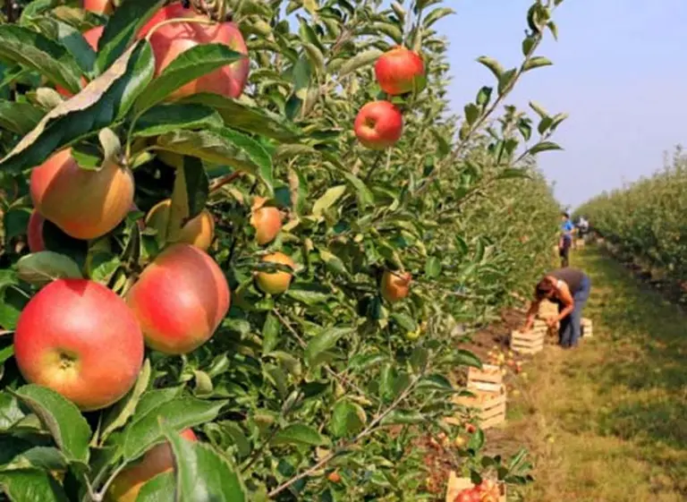 Impulsan un plan con fondos por $200 M para combatir la crisis del sector frutí­cola