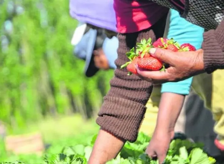 Más beneficios al campo: mejoran el tipo de cambio a economí­as regionales