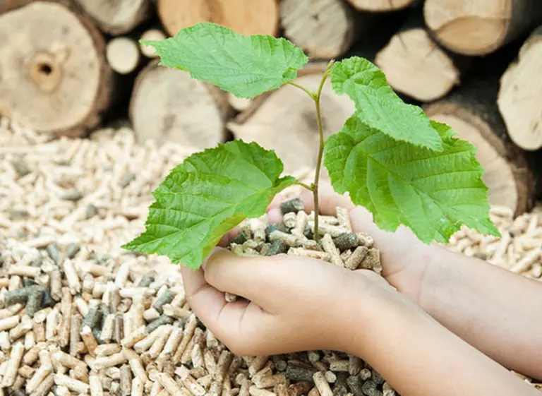 Diversificación de la Matriz Energética: llegó la hora de la "biomasa"