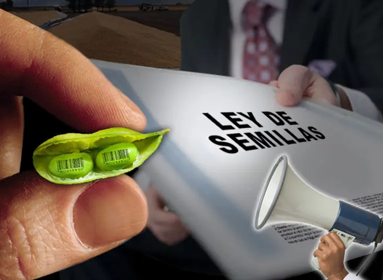 Exclusivo: el proyecto de Ley de Semillas del Gobierno para regular el negocio de la soja y los transgénicos
