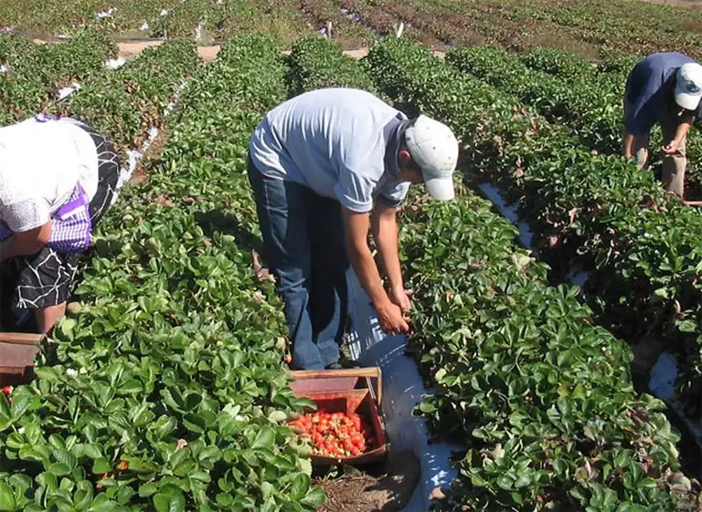 ¿Cuáles son las modalidades de contrato de personal para la actividad agraria?