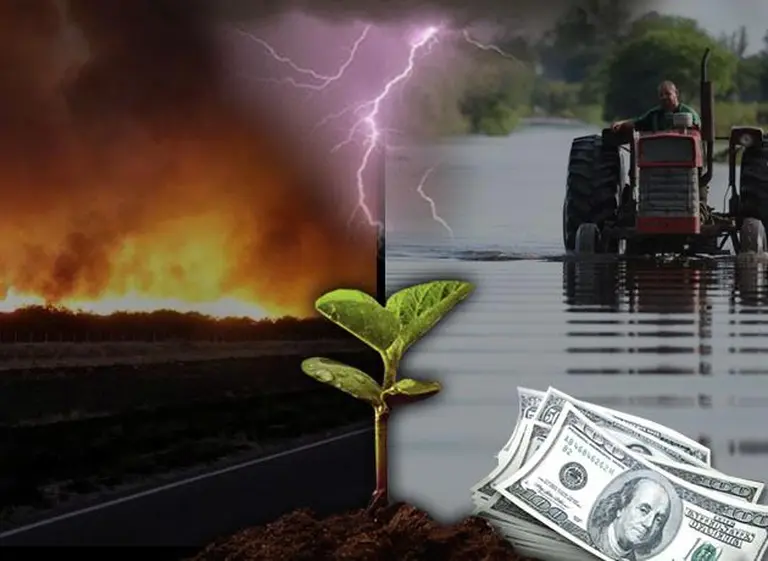 Soja "post inundación": el precio internacional toca el valor más alto en seis meses y roza los u$s400