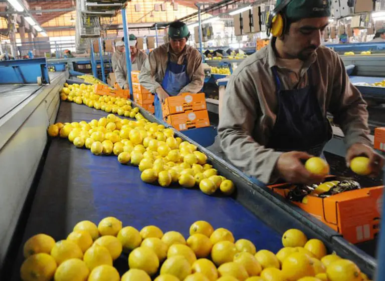 EE.UU. habilitó el ingreso de limones argentinos: esperan negocios por u$s50 millones