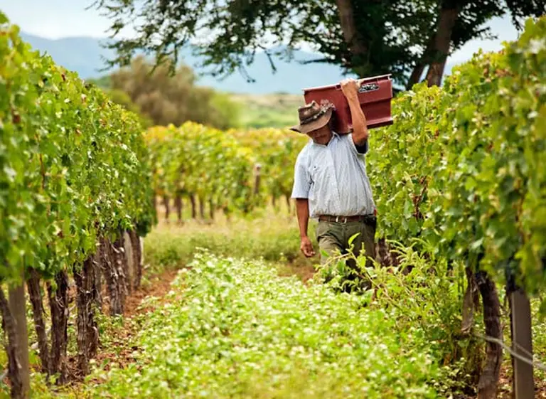 El gobierno boliviano prohibió la importación de uva y vinos para proteger la industria local