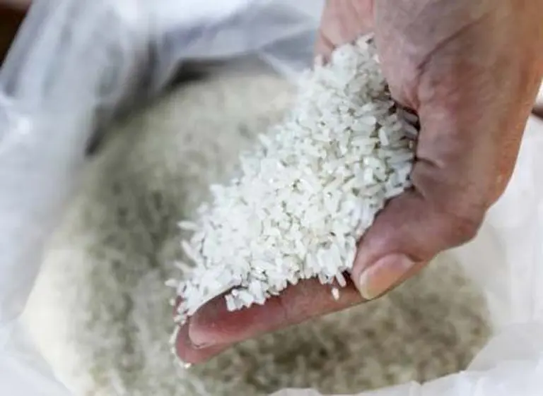 Efecto Trump: la empresa argentina Adecoagro concretó su primera venta de arroz a México