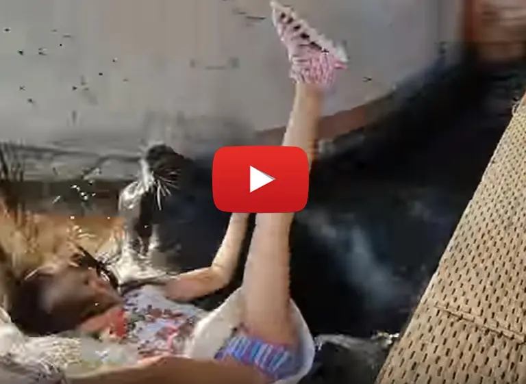 Graban el momento en que un lobo marino atrapa a una niña y la arrastra al mar