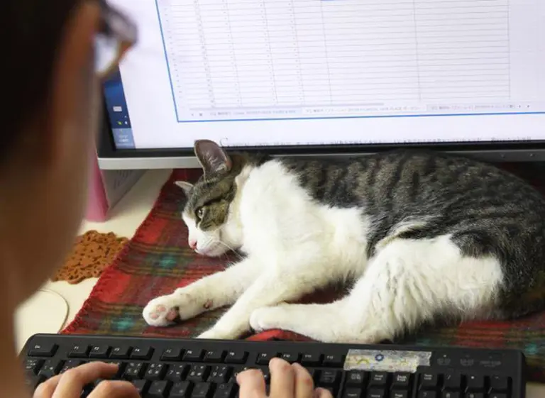 ¿Eres emprendedor?: Un parásito de los gatos puede ser el motivo